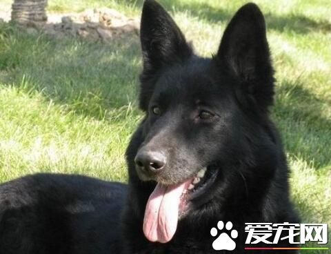比利時牧羊犬的舌頭 舌頭經常是吐出來的