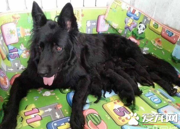 比利時牧羊犬的舌頭 舌頭經常是吐出來的