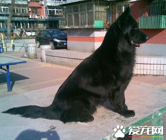 比利時牧羊犬的叫聲 比利時叫聲比較大