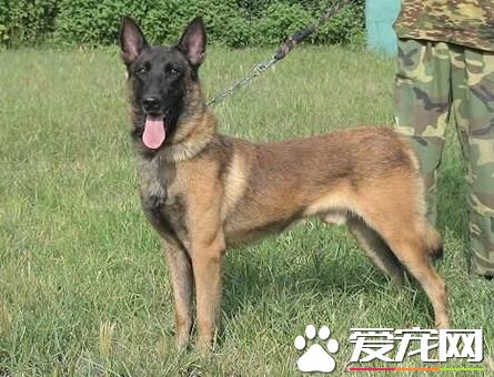 比利時牧羊犬的叫聲 比利時叫聲比較大