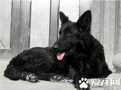 比利時牧羊犬的叫聲 比利時叫聲比較大
