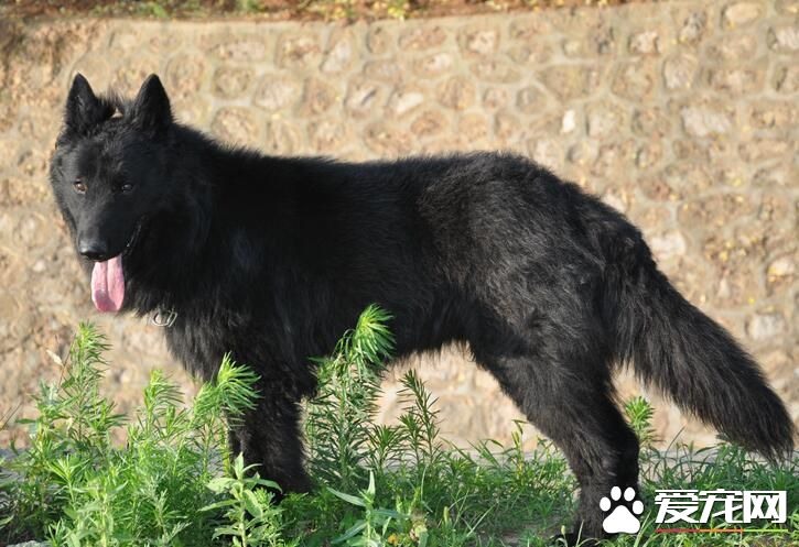比利時牧羊犬的成長表 幼崽的過程是非常艱辛