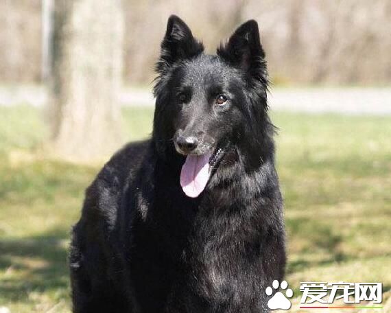 比利時牧羊犬的成長表 幼崽的過程是非常艱辛