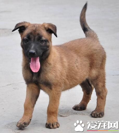 比利時牧羊犬吃飯行嗎 比利時牧羊犬吃飯可以