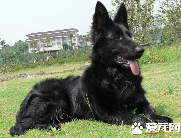 比利時牧羊犬長多大 肩高一般在24到26英寸
