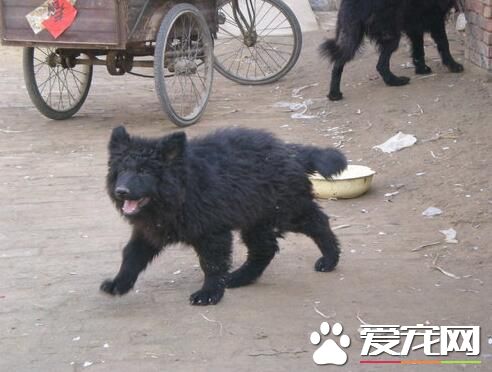 比利時牧羊犬長多大 肩高一般在24到26英寸