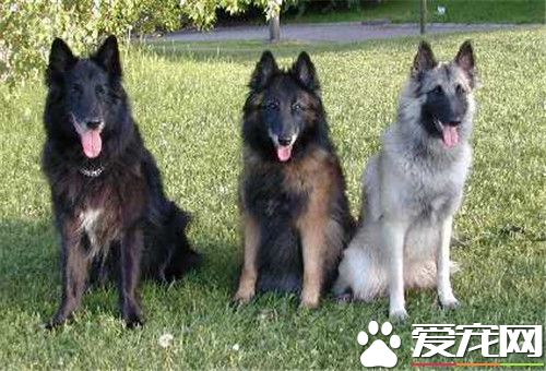 比利時牧羊犬長多大 肩高一般在24到26英寸