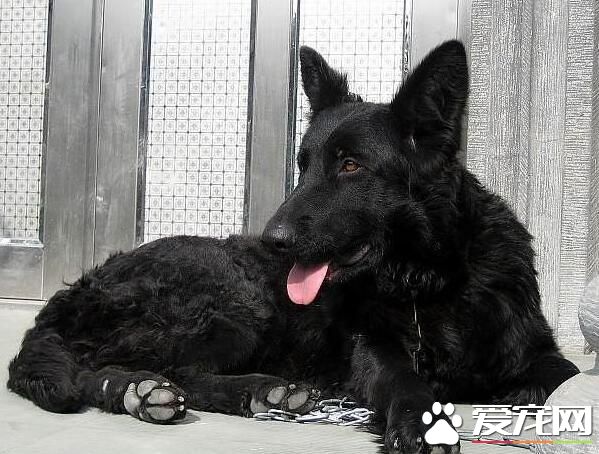 比利時牧羊犬不立耳 可以看看缺鈣不缺