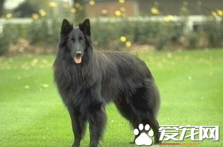 比利時牧羊犬不立耳 可以看看缺鈣不缺