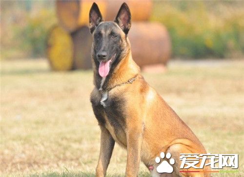 比利時牧羊犬不立耳 可以看看缺鈣不缺