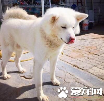 白色秋田犬多久毛才長長 毛發健康因素有很多