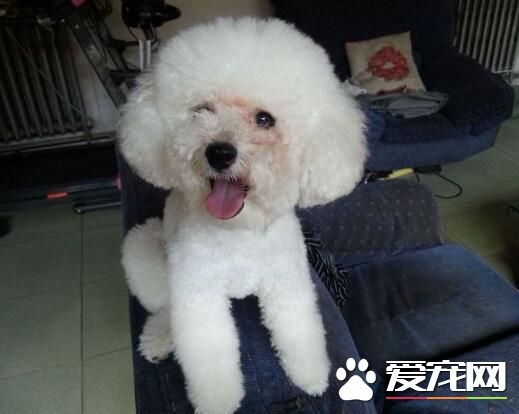 白色泰迪犬怎麼看純不純 首先可以從體型看