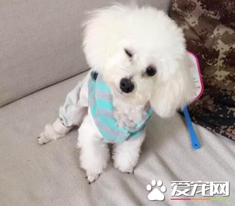 白色泰迪犬怎麼看純不純 首先可以從體型看