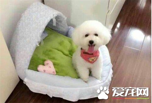 白色泰迪犬怎麼看純不純 首先可以從體型看