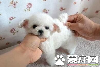 白色泰迪犬是純種嗎 如何判斷泰迪狗是否純種