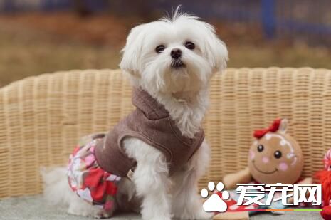 白色泰迪犬是純種嗎 如何判斷泰迪狗是否純種