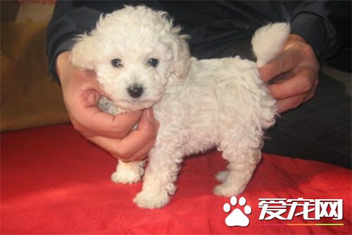 白色泰迪犬是純種嗎 如何判斷泰迪狗是否純種