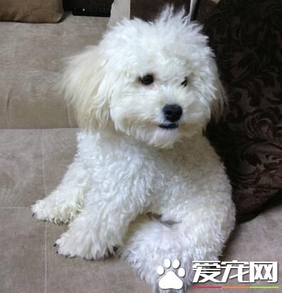 白色泰迪犬迷你多大 迷你體成犬29到38厘米