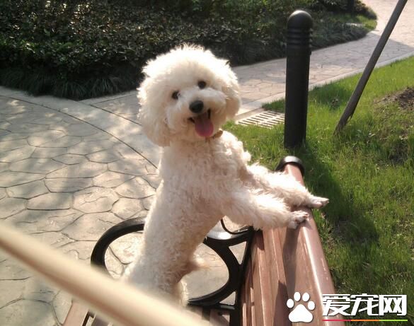 白色泰迪犬迷你多大 迷你體成犬29到38厘米