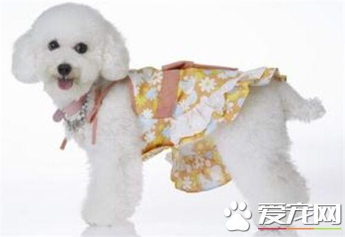 白色泰迪犬迷你多大 迷你體成犬29到38厘米