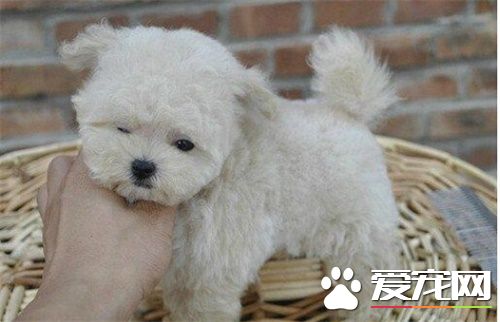 白色泰迪犬毛發黃 白色泰迪犬毛發黃是怎麼回事