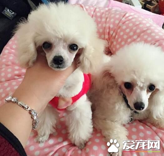白色泰迪犬毛發黃 白色泰迪犬毛發黃是怎麼回事