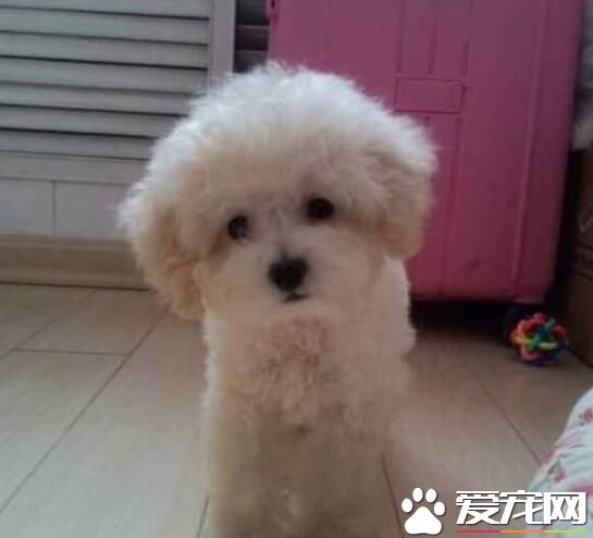 白色泰迪犬毛發黃 白色泰迪犬毛發黃是怎麼回事