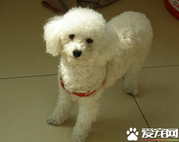 白色泰迪犬和比熊的區別 最大的區別在於毛發