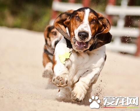 巴吉度獵犬智商 智商排名在120名左右