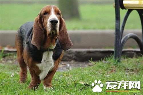 巴吉度獵犬智商 智商排名在120名左右