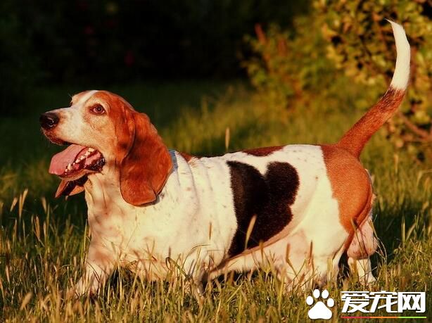 巴吉度獵犬智商 智商排名在120名左右
