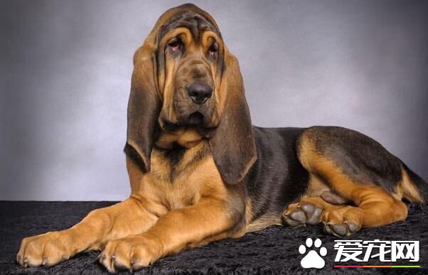 尋血獵犬耐力怎麼樣 尋血獵犬的耐力是極好的