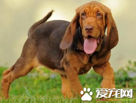 尋血獵犬跑的快嗎 尋血獵犬速度較軍犬慢點