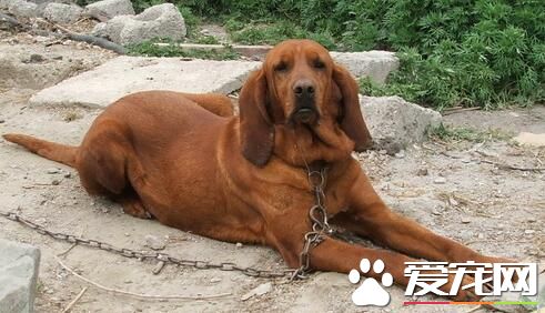 尋血獵犬有幾種 一般把獵犬分為三大類