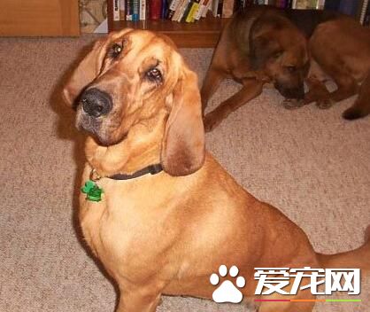 尋血獵犬跑的快嗎 尋血獵犬速度較軍犬慢點