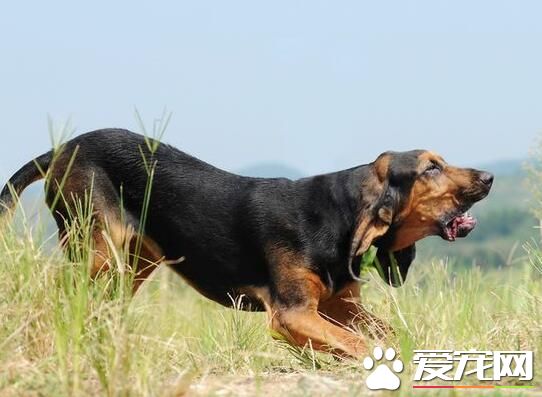 尋血獵犬配什麼狗好看 沙皮狗是不錯的選擇
