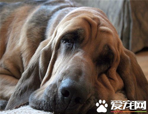 尋血獵犬配什麼狗好看 沙皮狗是不錯的選擇