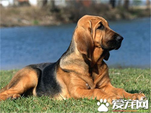 尋血獵犬打獵狗仔 尋血獵犬打獵狗仔誰會獲勝