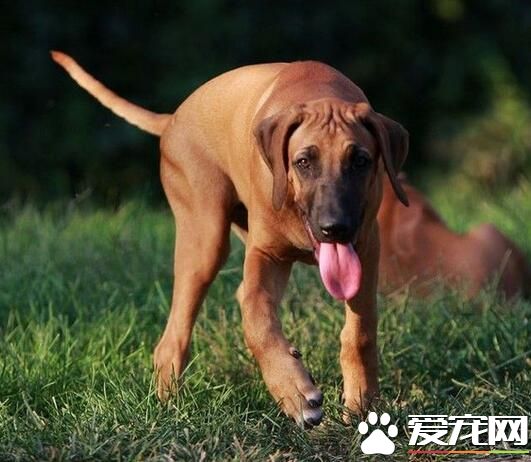 尋血獵犬起什麼名字 用卡通形象取名法