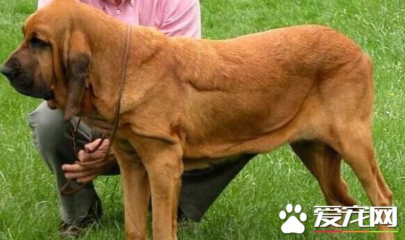 尋血獵犬起什麼名字 用卡通形象取名法