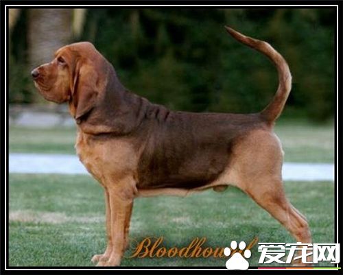 尋血獵犬山上打獵怎麼樣 打獵是它們的本能