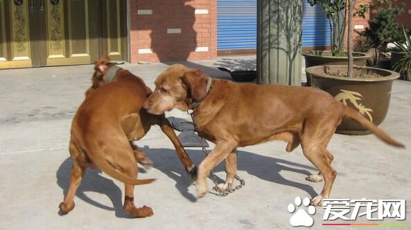 尋血獵犬打獵狗仔 尋血獵犬打獵狗仔誰會獲勝