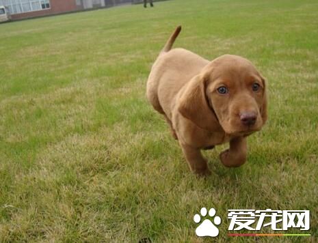 尋血獵犬打獵狗仔 尋血獵犬打獵狗仔誰會獲勝