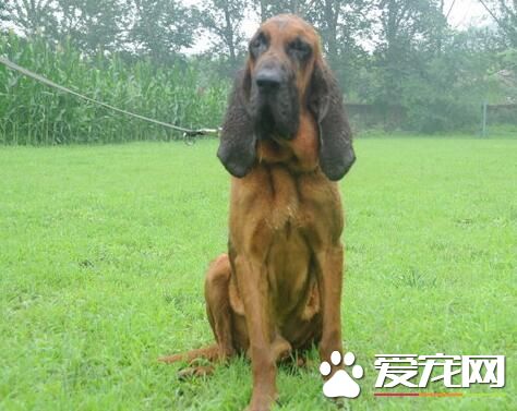 尋血獵犬山上打獵怎麼樣 打獵是它們的本能
