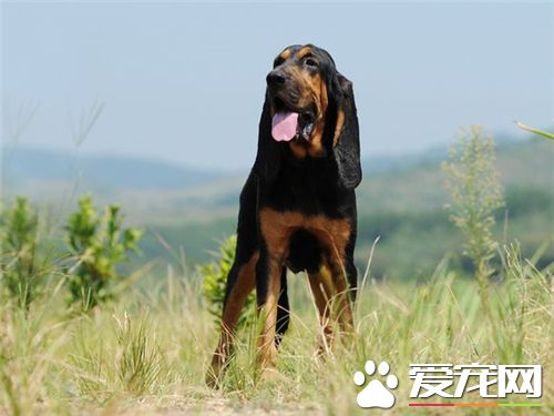 尋血獵犬什麼名字好 通過什麼角度來取