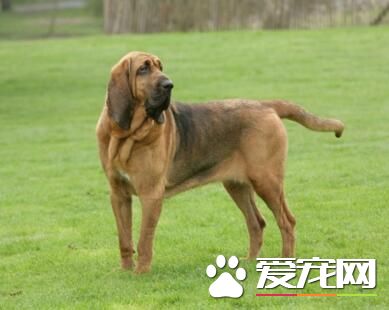 尋血獵犬山上打獵怎麼樣 打獵是它們的本能