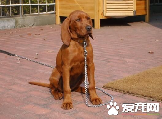 尋血獵犬是金毛嗎 尋血獵犬與金毛的區別
