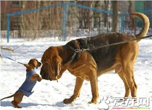 尋血獵犬是金毛嗎 尋血獵犬與金毛的區別