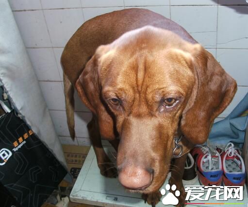 尋血獵犬什麼名字好 通過什麼角度來取