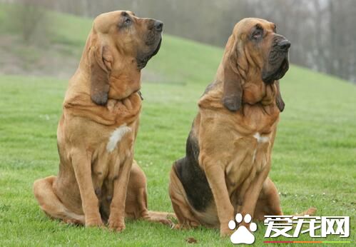 尋血獵犬是金毛嗎 尋血獵犬與金毛的區別